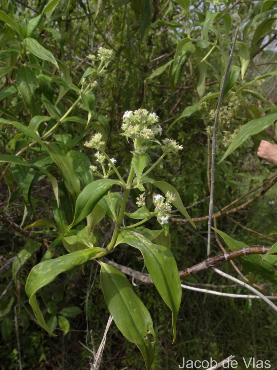 Hedyotis fruticosa L.